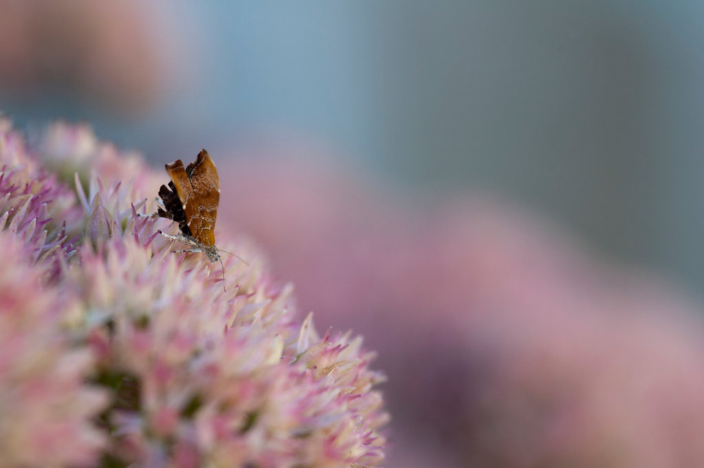 Le papillon rayé